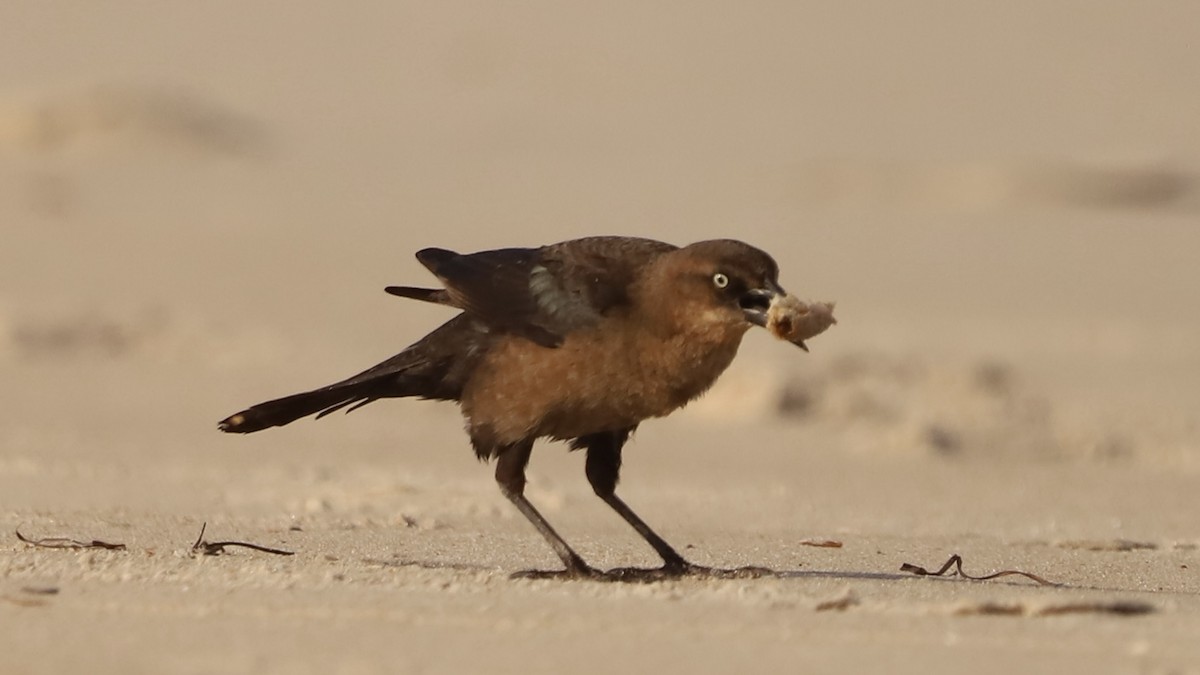 Boat-tailed Grackle - Emily Gambone