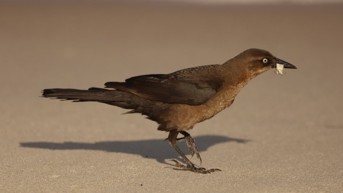 Boat-tailed Grackle - Emily Gambone