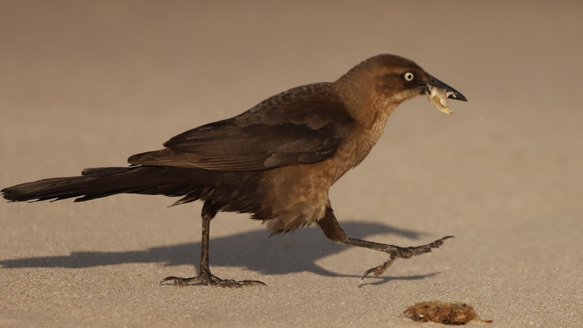 Boat-tailed Grackle - Emily Gambone