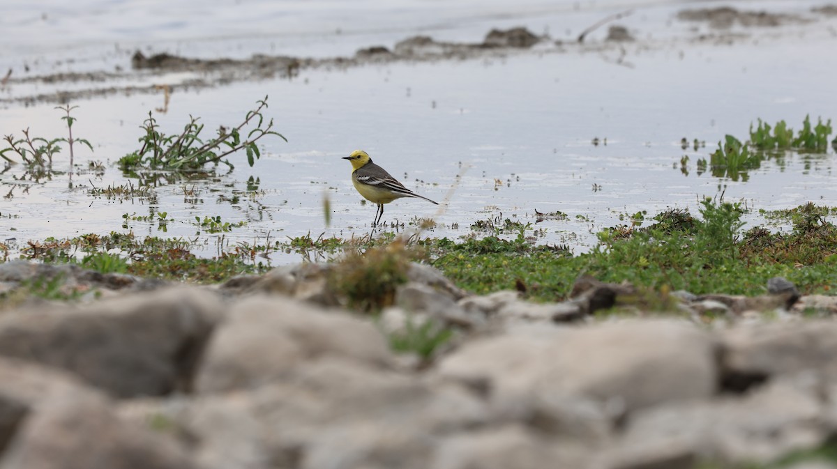 Citrine Wagtail - Uğur Kara