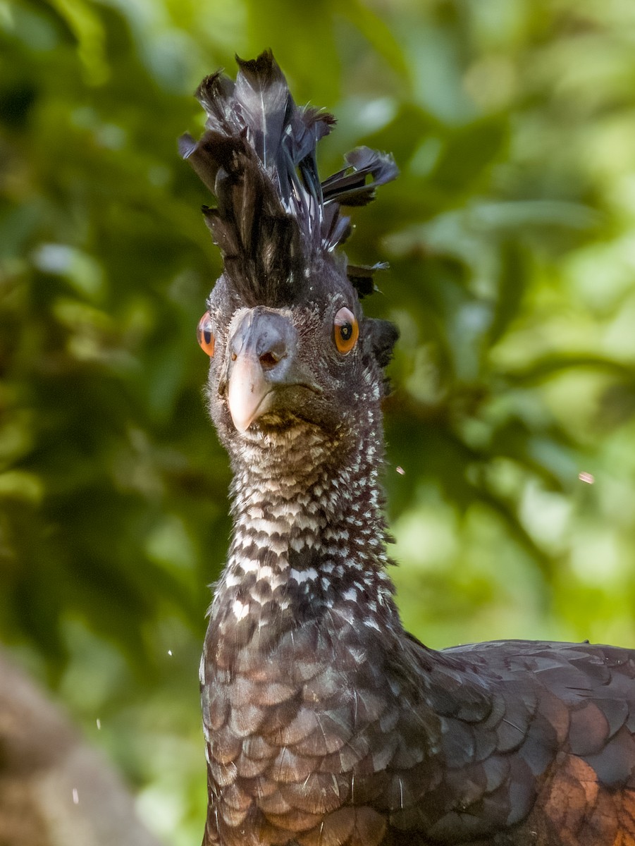 Great Curassow - Imogen Warren