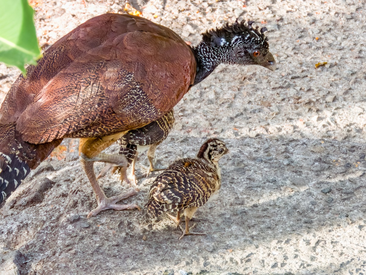 Great Curassow - Imogen Warren