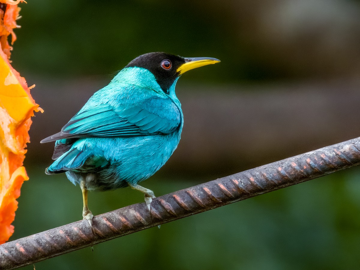 Green Honeycreeper - Imogen Warren