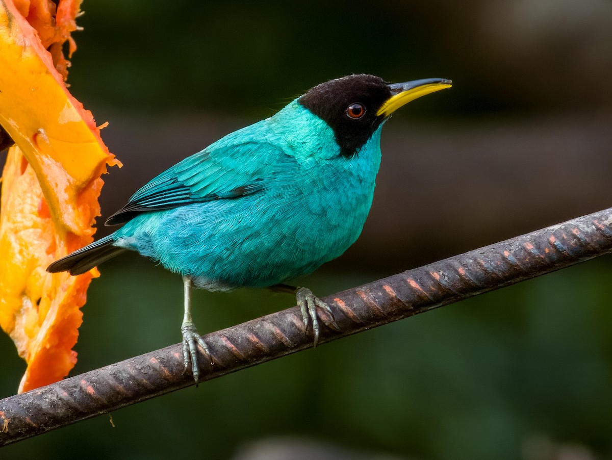 Green Honeycreeper - Imogen Warren