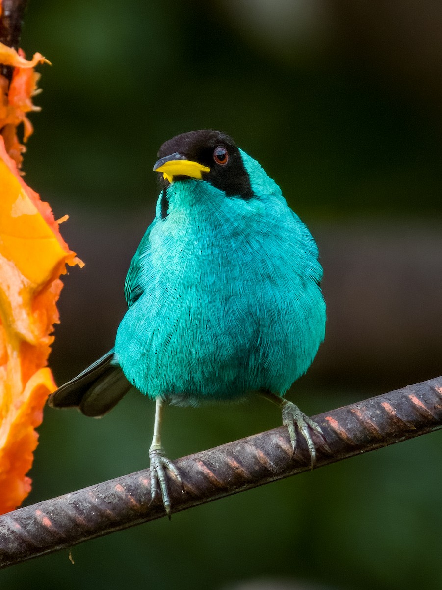 Green Honeycreeper - Imogen Warren