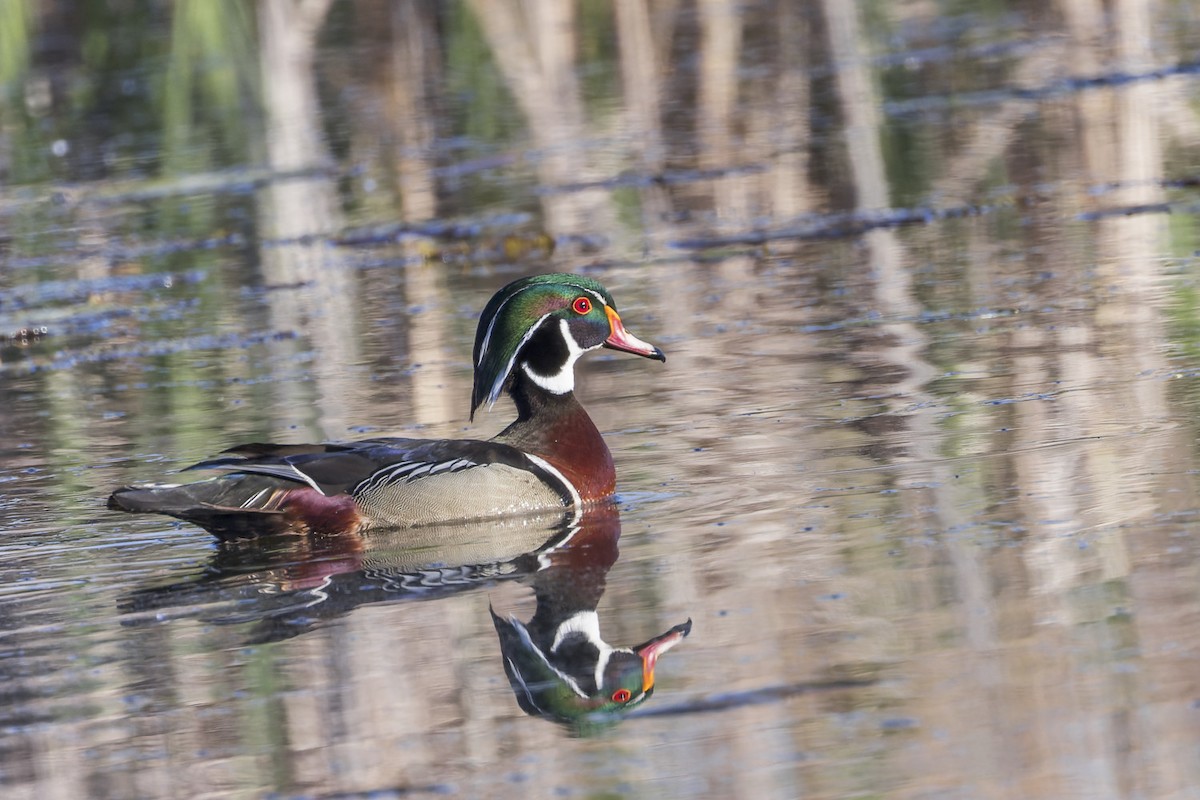 Wood Duck - Edouard Charbonneau