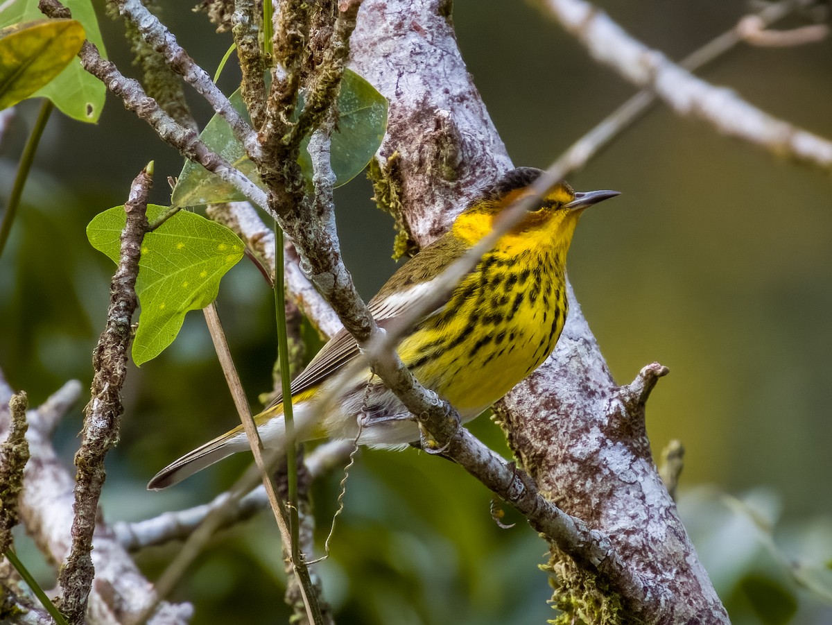 Blackburnian Warbler - Imogen Warren