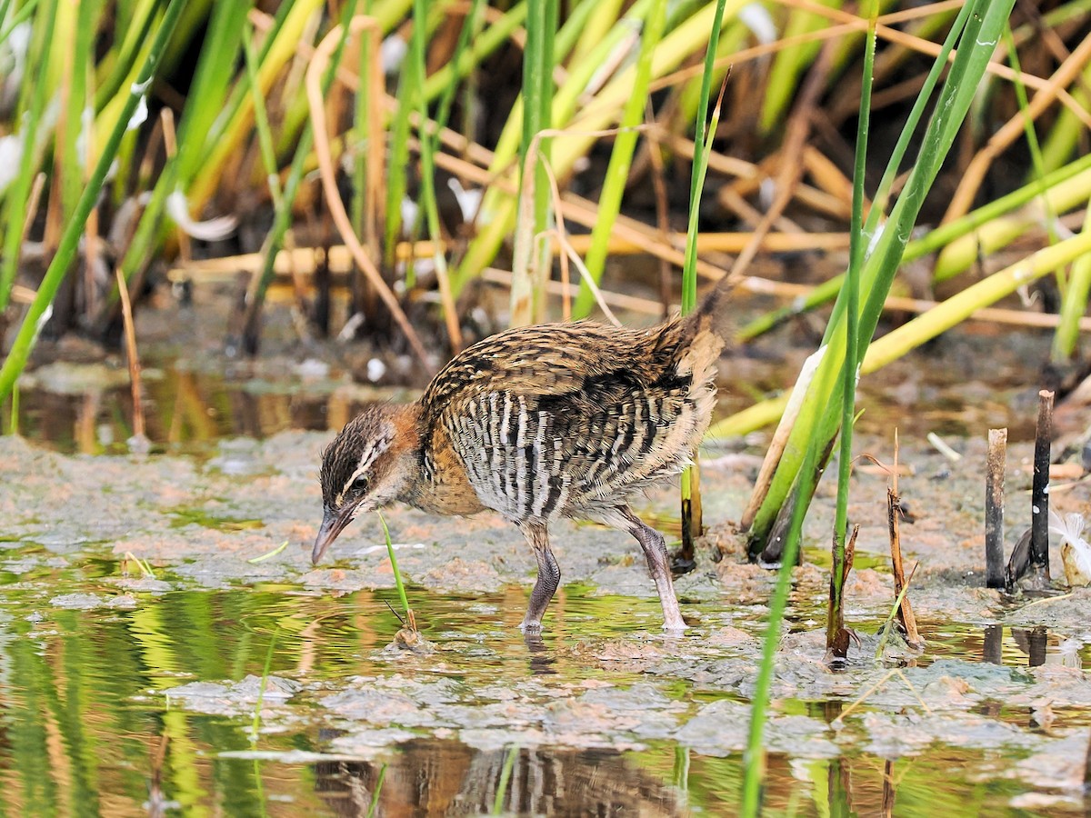 Buff-banded Rail - Len and Chris Ezzy