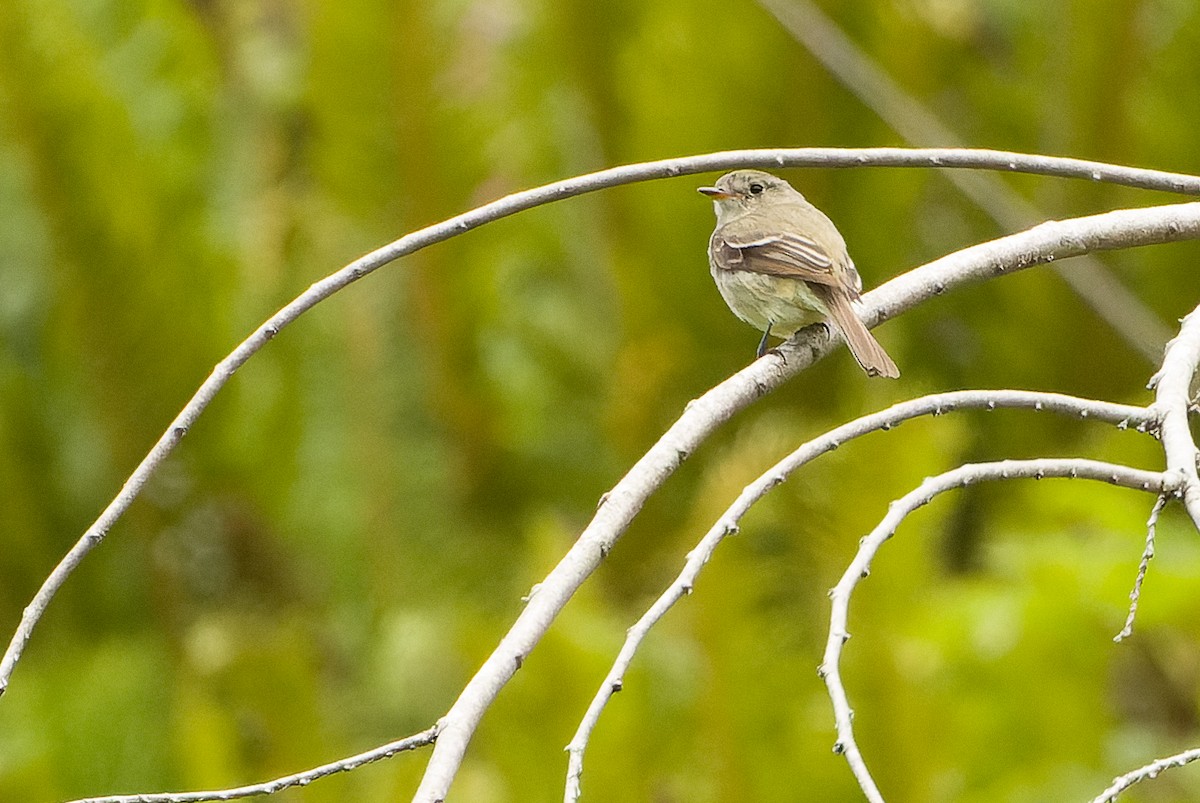 Dusky Flycatcher - ML619607536