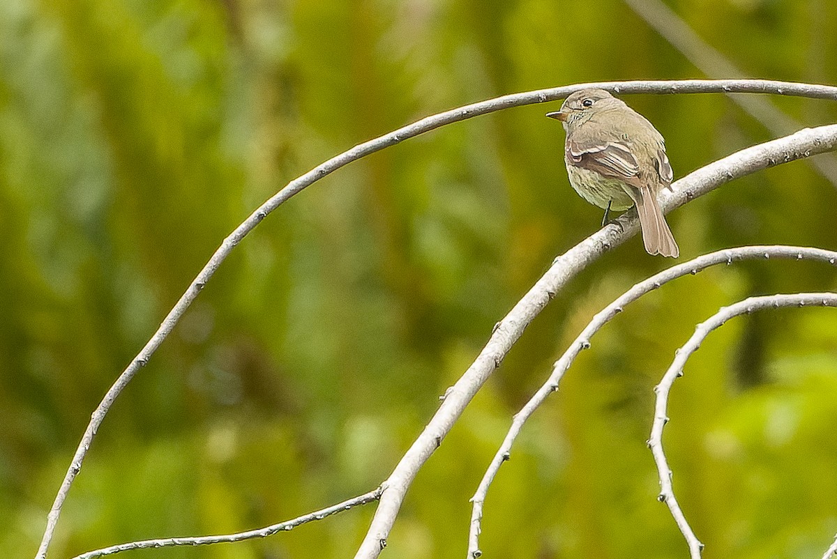 Dusky Flycatcher - Joachim Bertrands