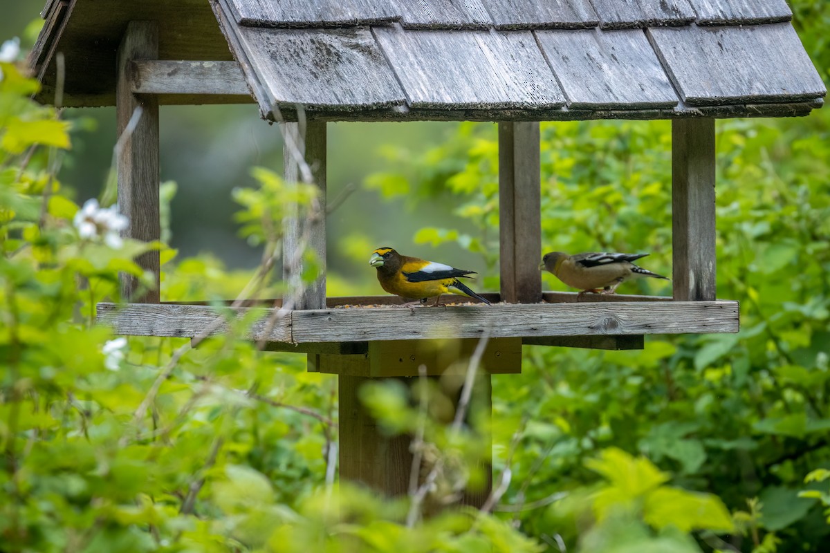 Evening Grosbeak - Mason Prokop