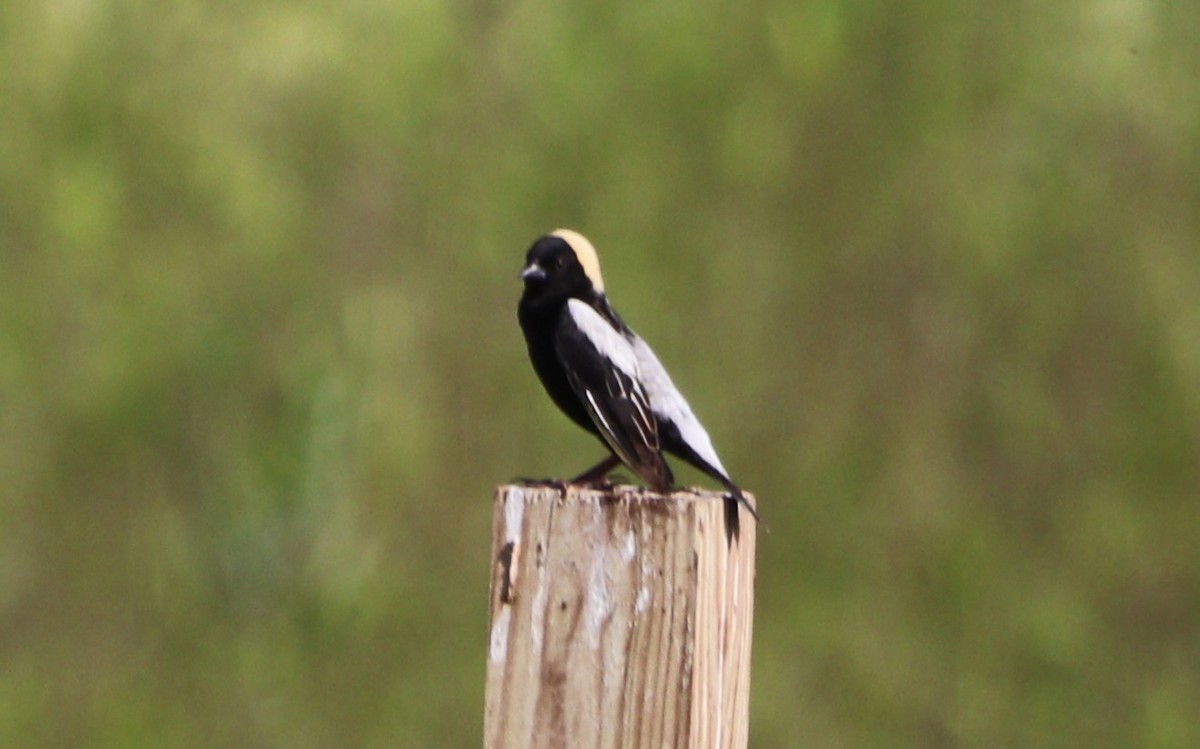 bobolink americký - ML619607550