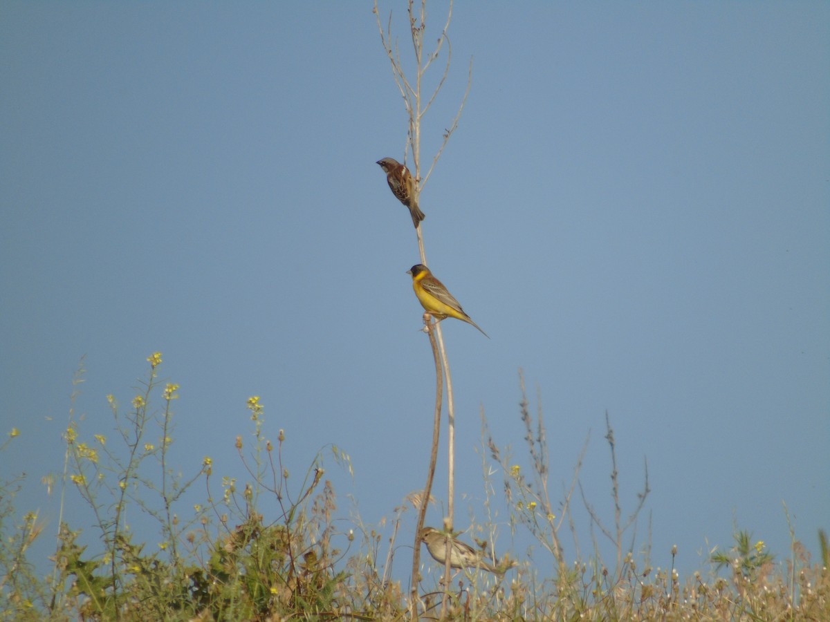 House Sparrow - Mehmet Altunbas