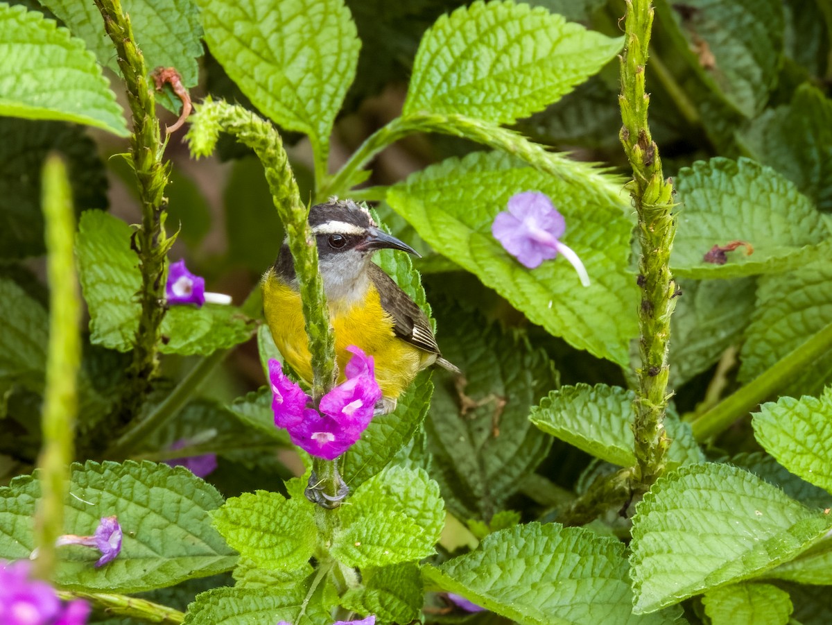 Bananaquit - Imogen Warren