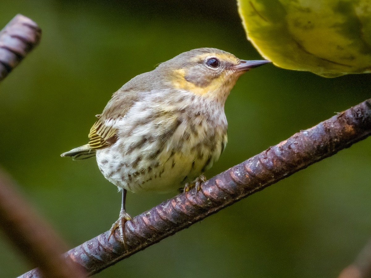 Cape May Warbler - Imogen Warren