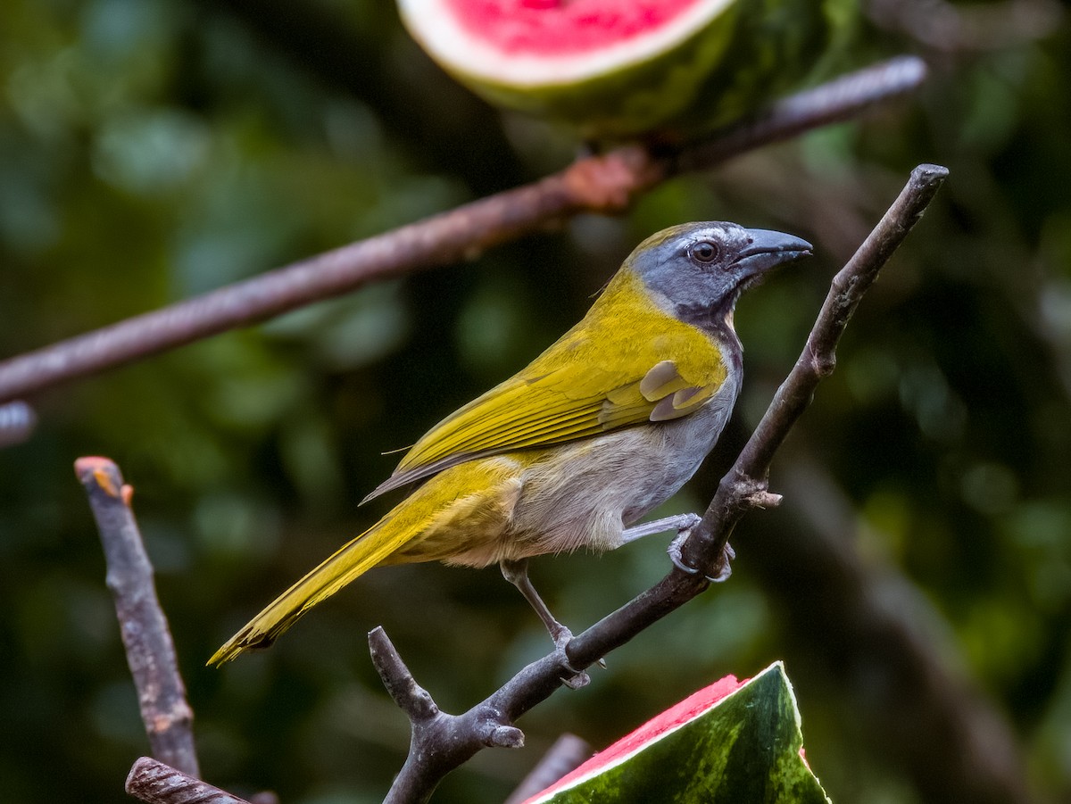 Buff-throated Saltator - Imogen Warren