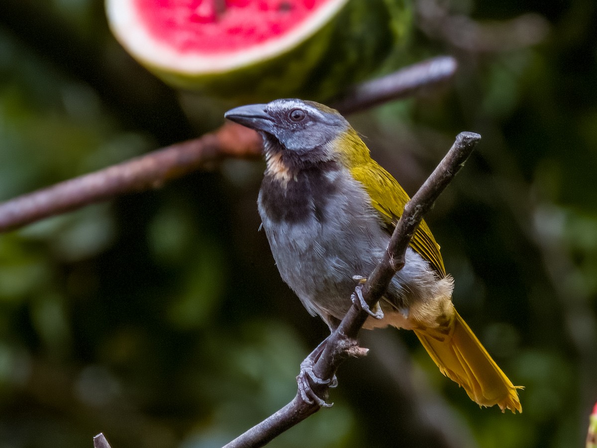 Buff-throated Saltator - Imogen Warren