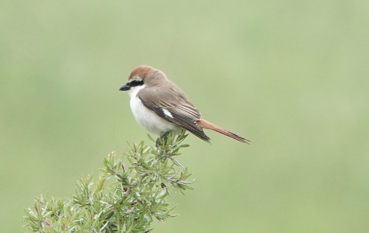 Red-tailed Shrike - Martin Pitt