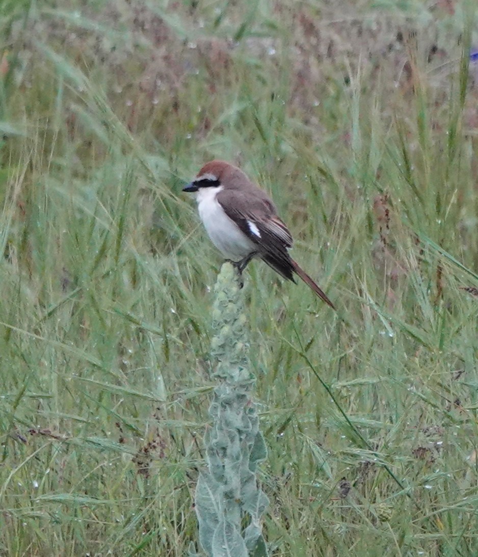 Red-tailed Shrike - ML619607567