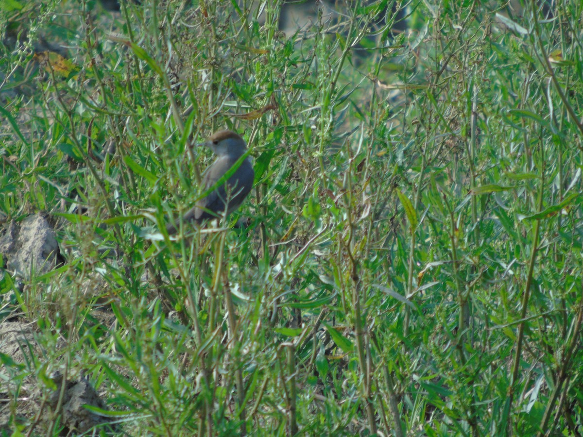 Eurasian Blackcap - Mehmet Altunbas