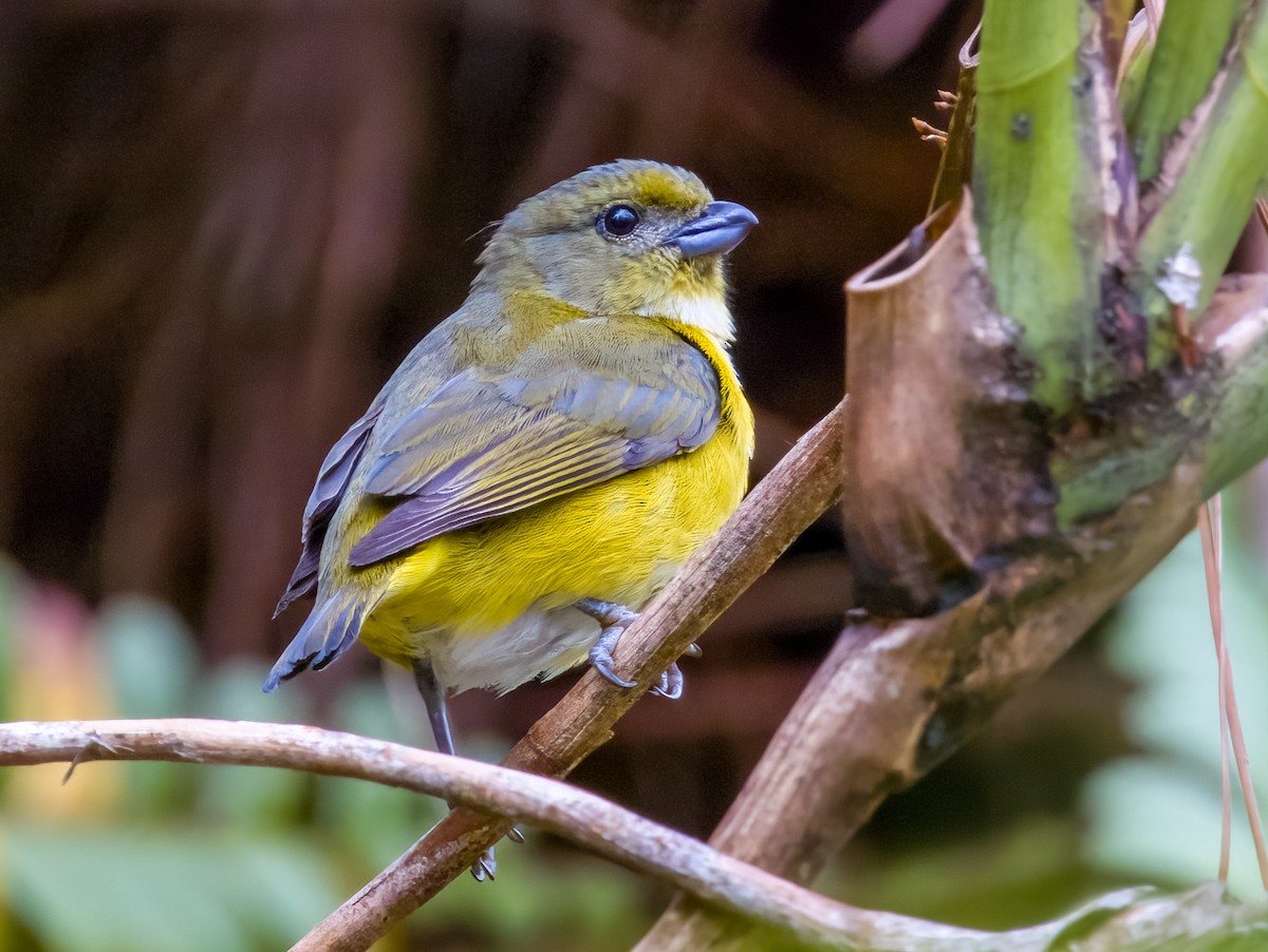 Yellow-throated Euphonia - Imogen Warren