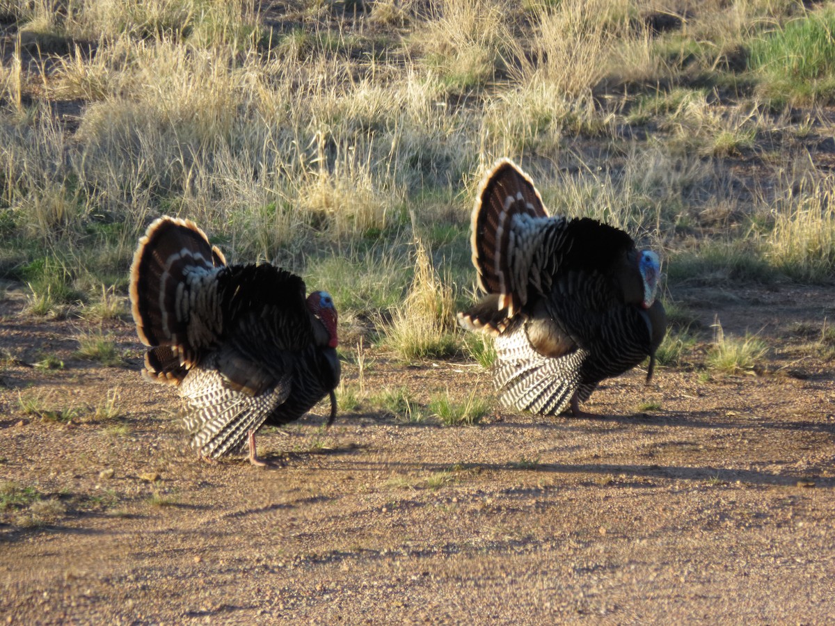 Wild Turkey - Amanda Wilson