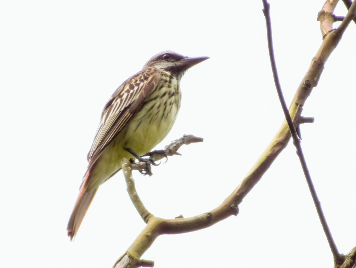 Sulphur-bellied Flycatcher - Imogen Warren