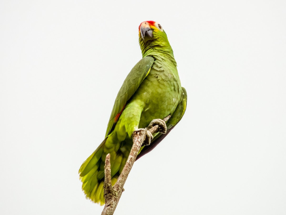 Red-lored Parrot - Imogen Warren