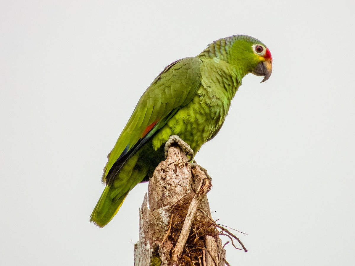 Red-lored Parrot - Imogen Warren