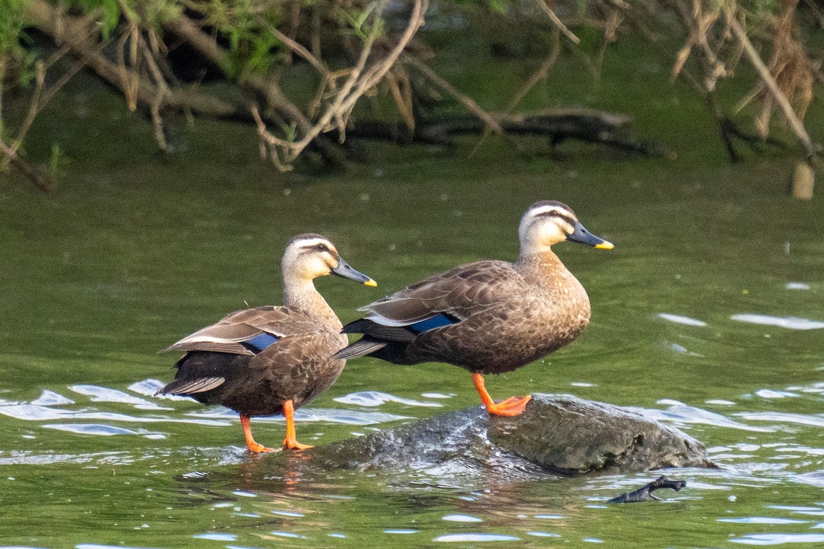 Eastern Spot-billed Duck - MASATO TAKAHASHI