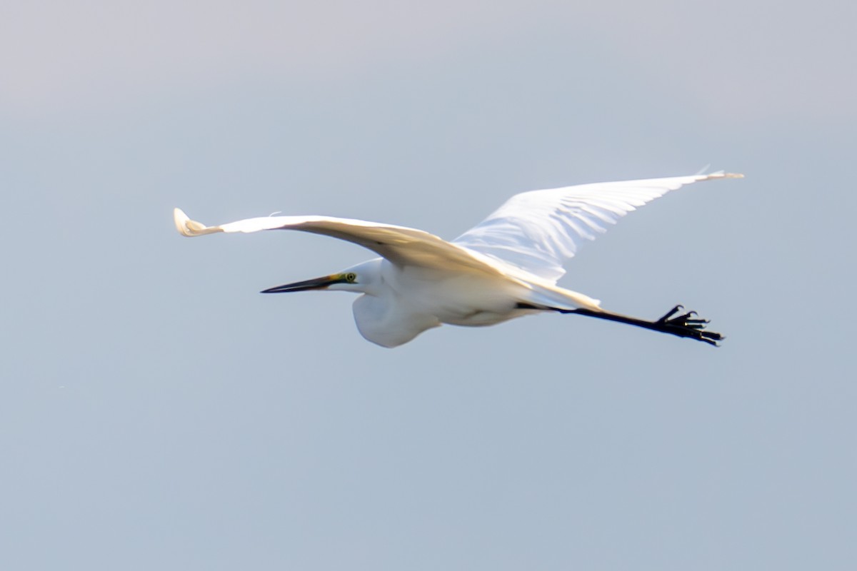 Great Egret (modesta) - MASATO TAKAHASHI