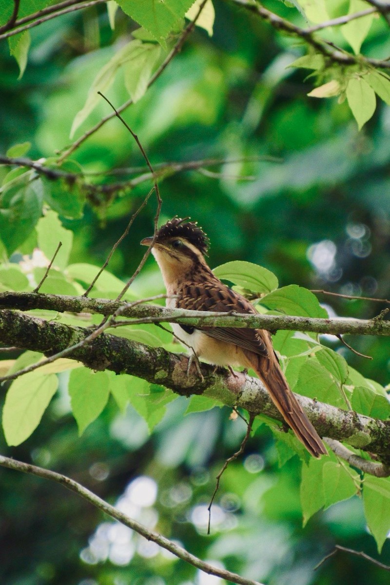 Striped Cuckoo - Aneth Pérez