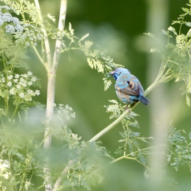 Indigo Bunting - Leslie Steinberger