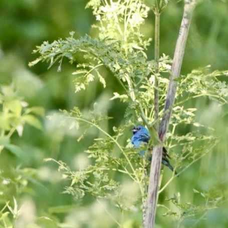 Indigo Bunting - Leslie Steinberger