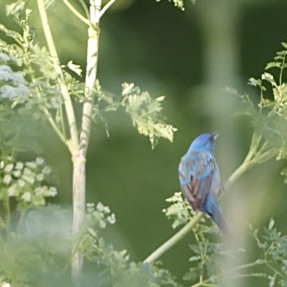 Indigo Bunting - Leslie Steinberger