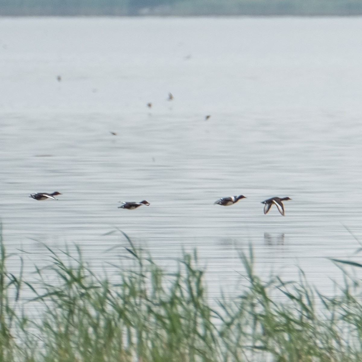 Ferruginous Duck - ML619607593