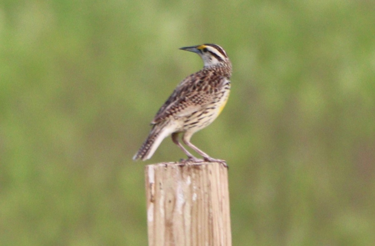 Eastern Meadowlark - MA 2