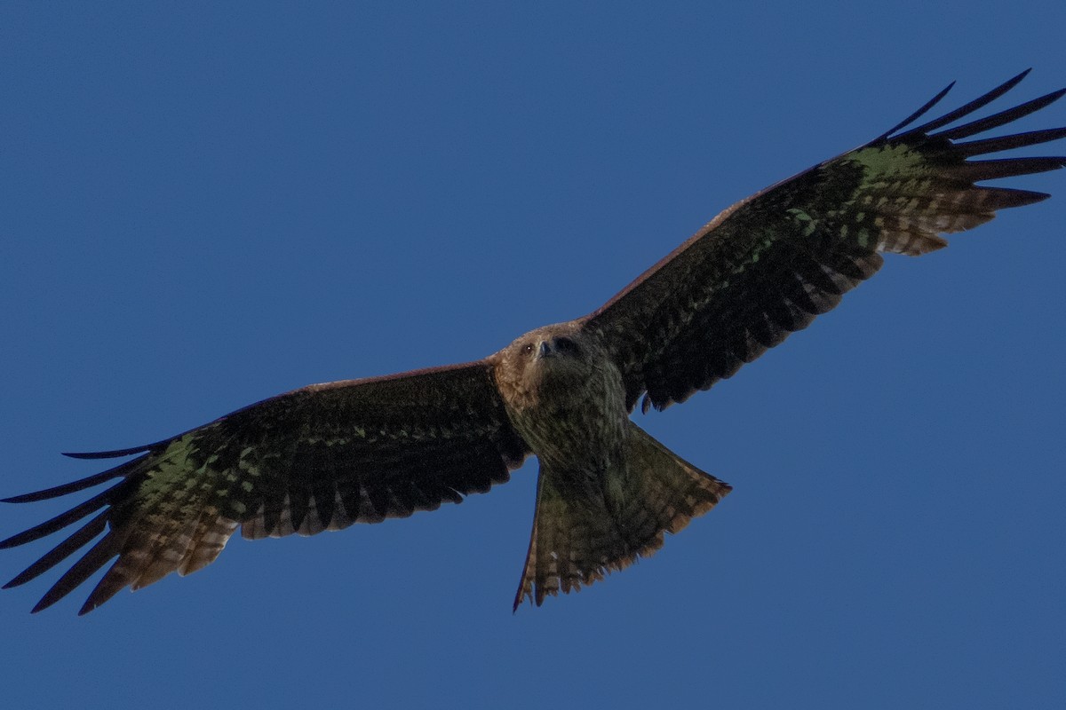 Black Kite - MASATO TAKAHASHI