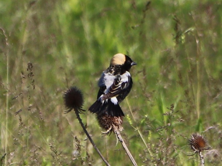 bobolink americký - ML619607597