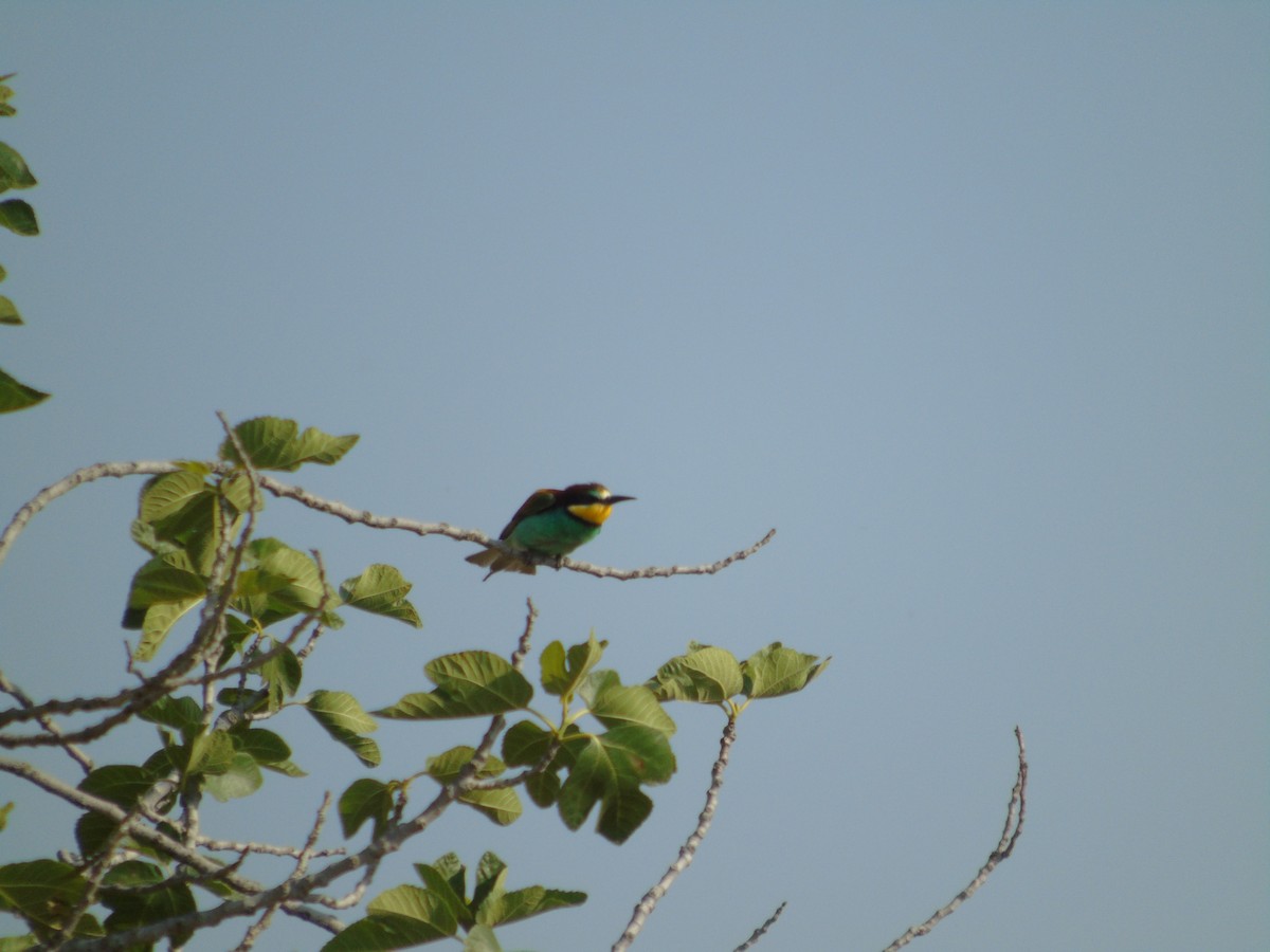 European Bee-eater - Mehmet Altunbas