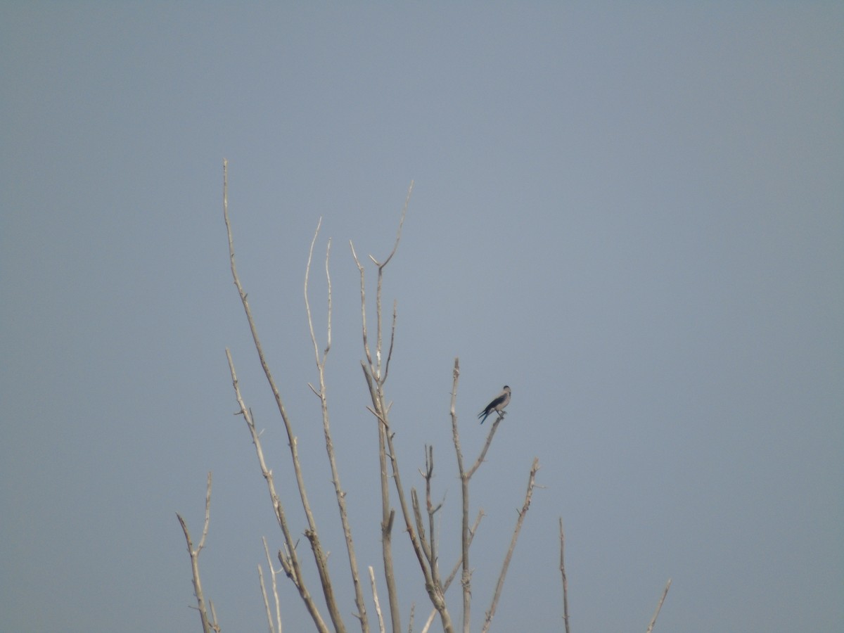 Hooded Crow - Mehmet Altunbas