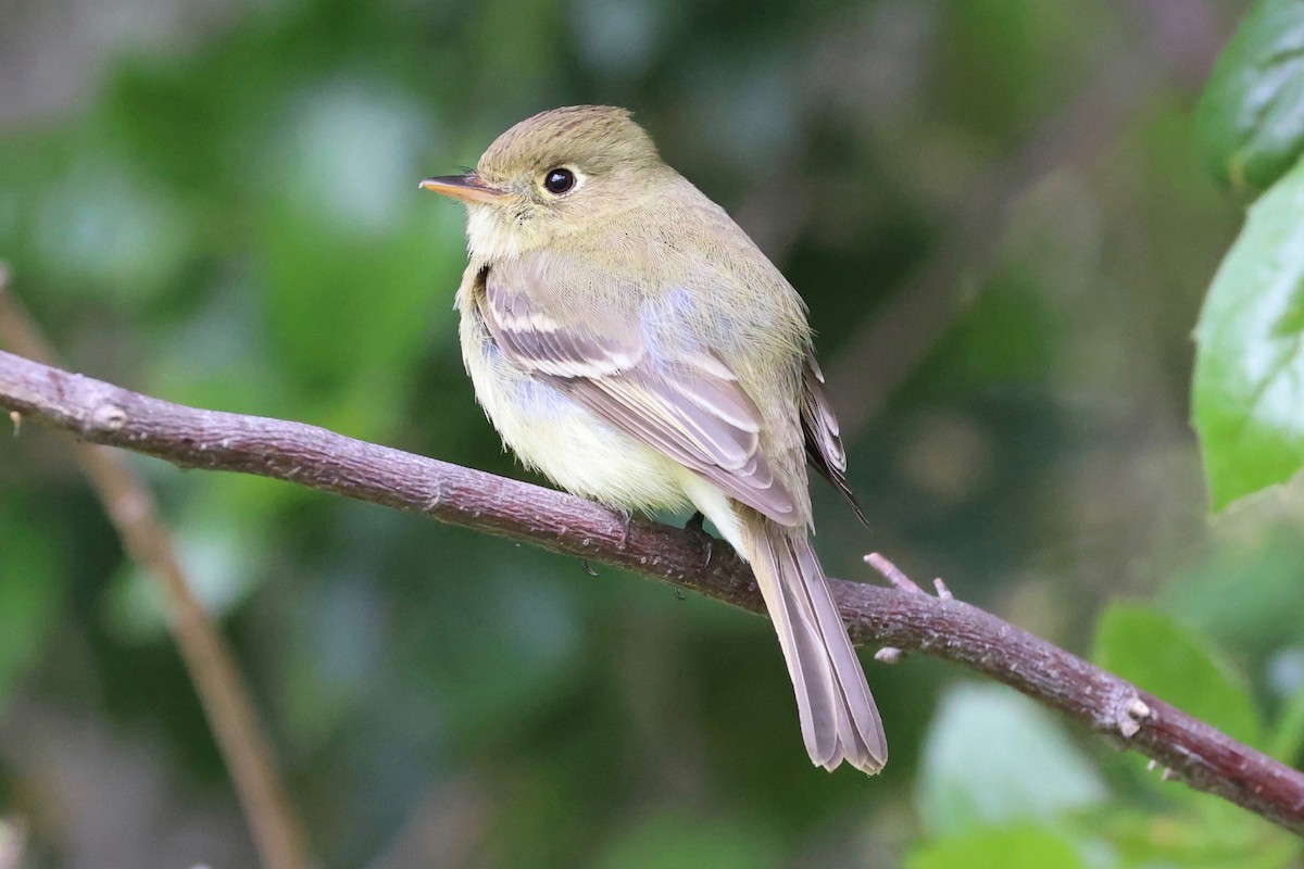 Western Flycatcher (Pacific-slope) - vijay t