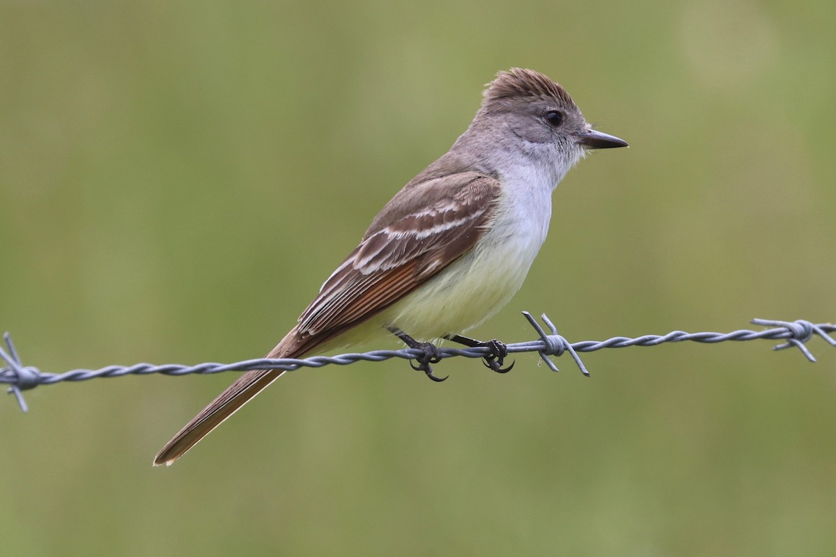 Ash-throated Flycatcher - vijay t