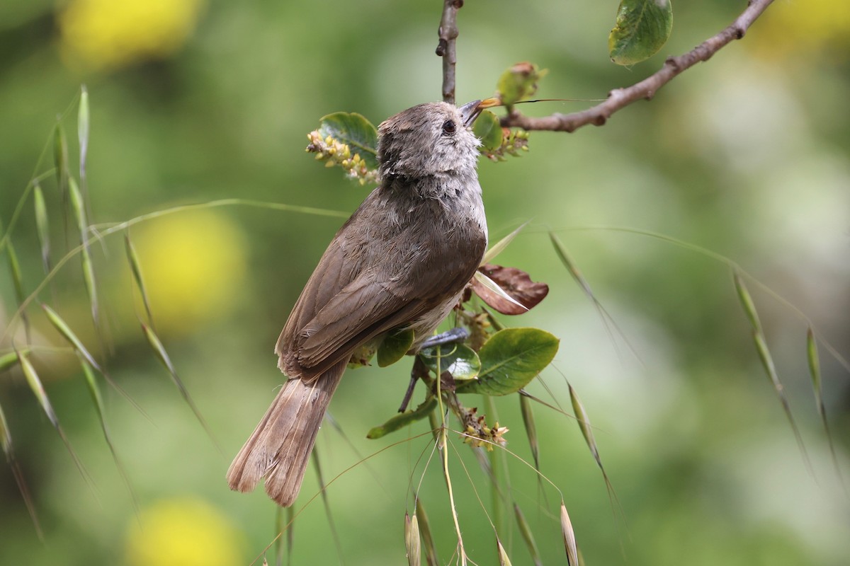 Oak Titmouse - vijay t