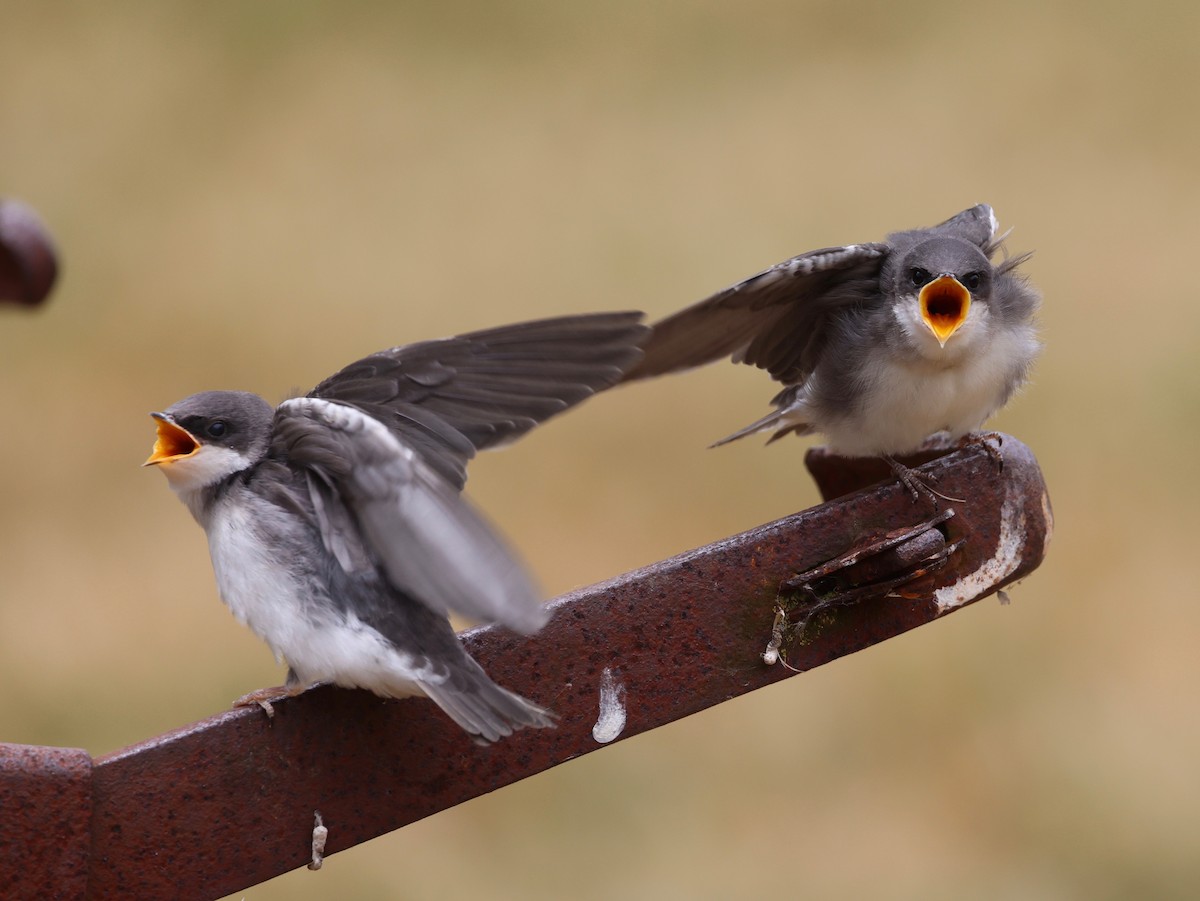 Tree Swallow - vijay t