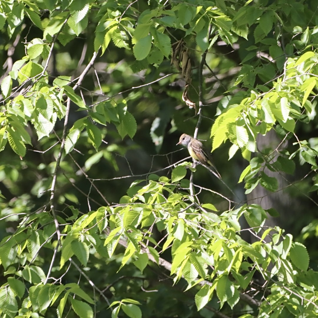 Great Crested Flycatcher - Leslie Steinberger