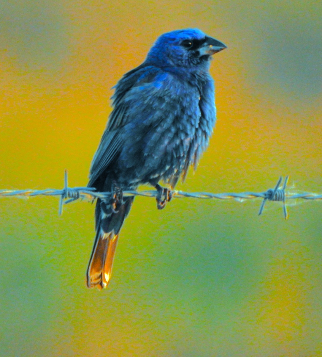 Blue Grosbeak - ML619607623