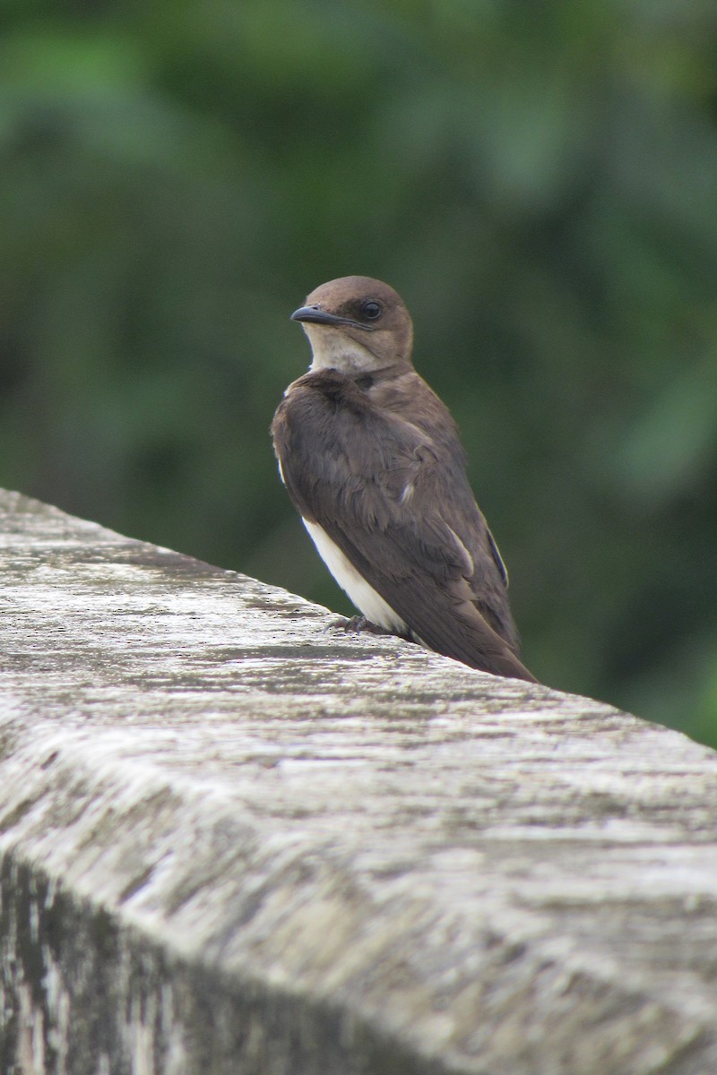 Gray-breasted Martin - Aneth Pérez