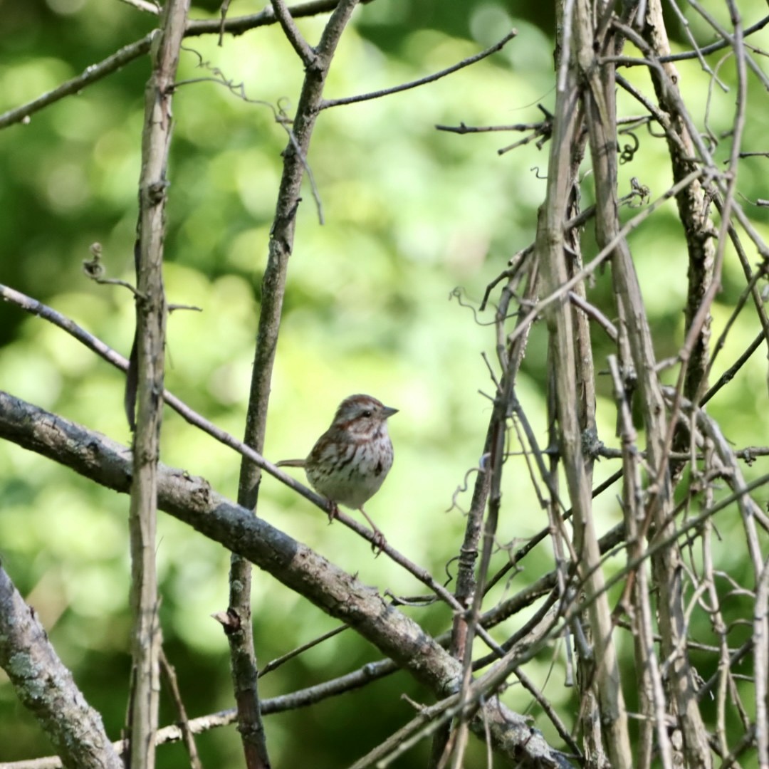 Song Sparrow - Leslie Steinberger