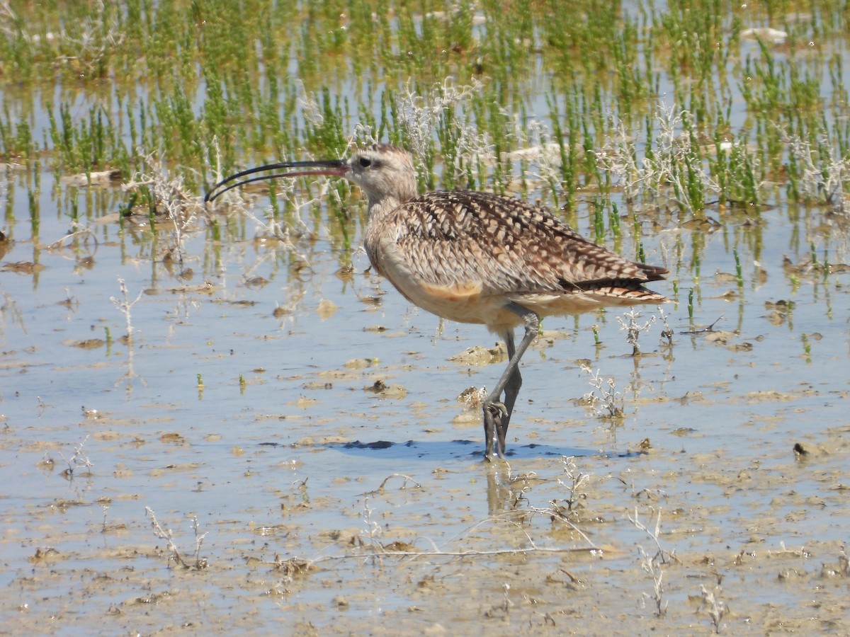 Long-billed Curlew - Lauri Taylor